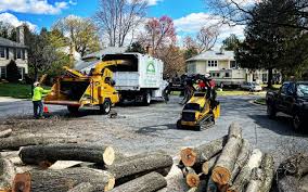 How Our Tree Care Process Works  in  Mccrory, AR